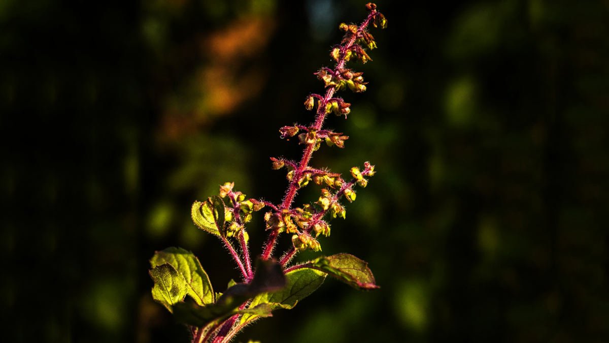 Tulsi