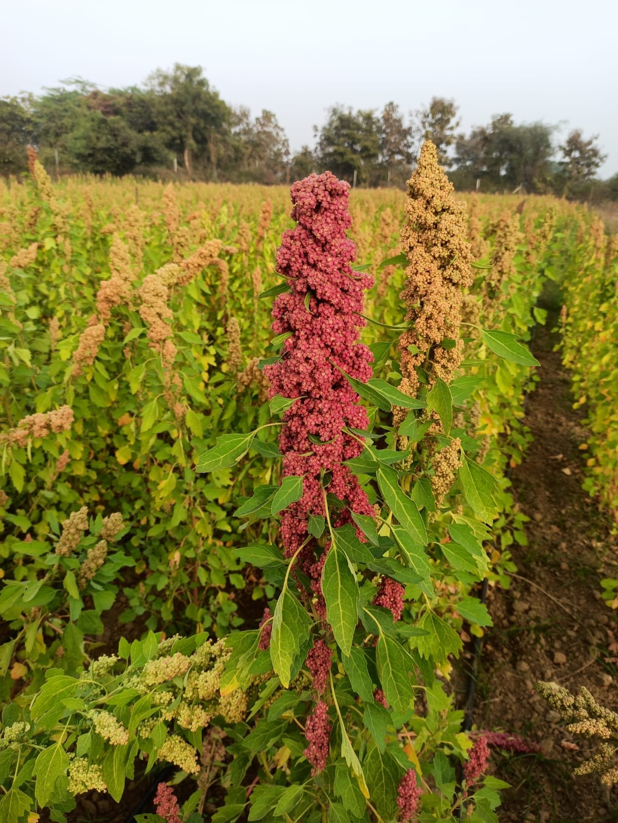 Quinoa