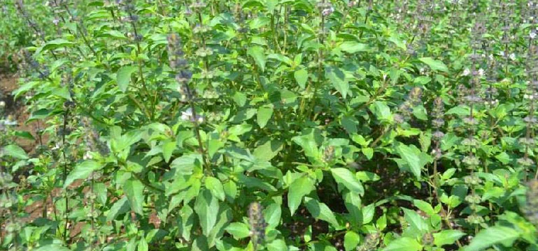 Tulsi