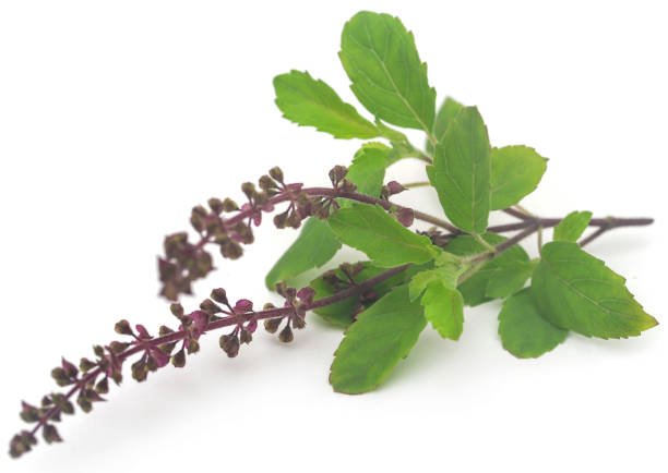 Tulsi