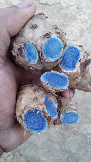 Black Turmeric