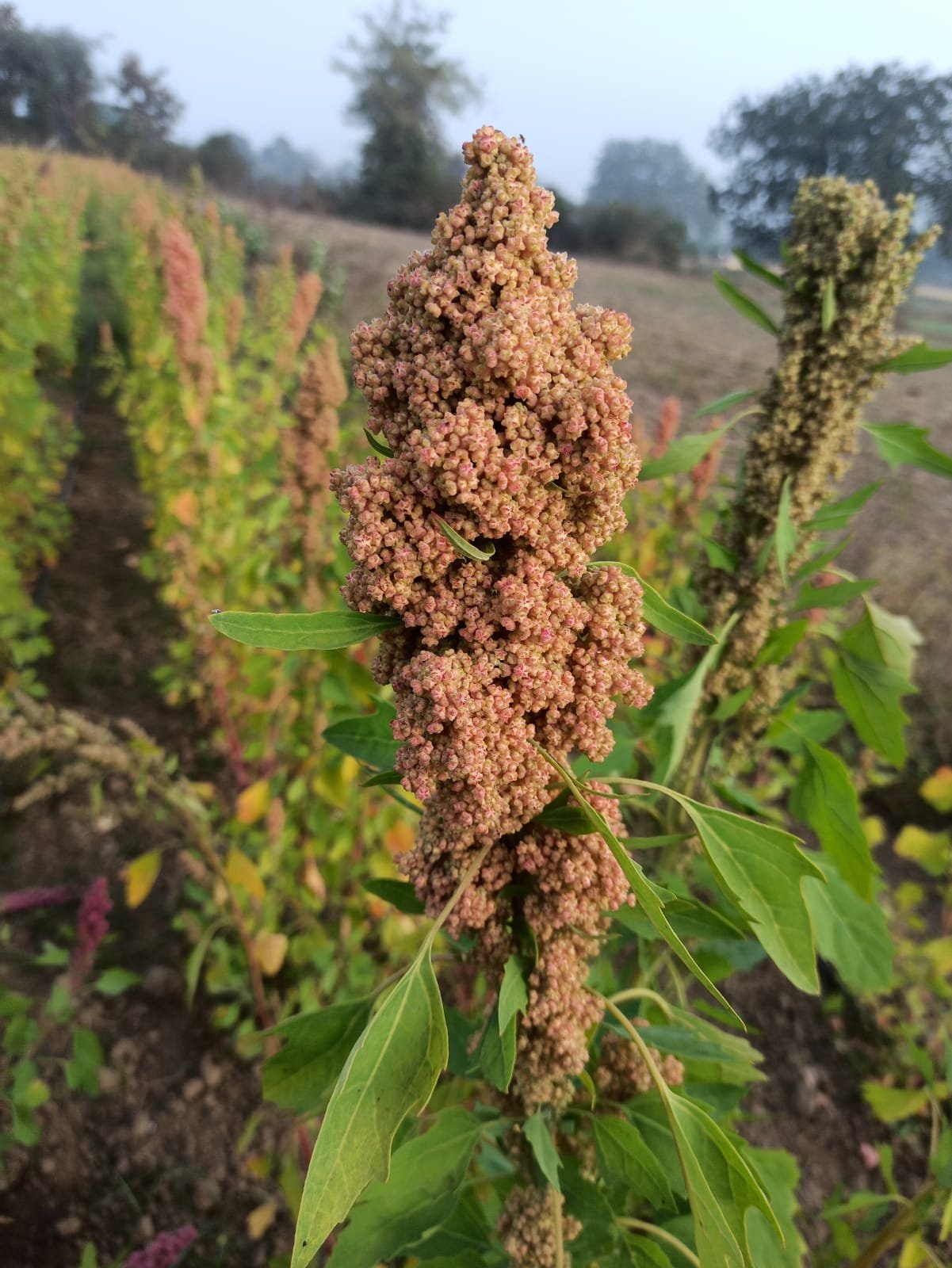 Quinoa